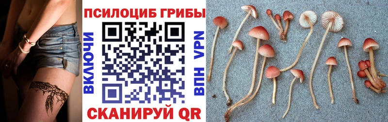 Купить где Сунжа Псилоцибиновые грибы Magic Shrooms